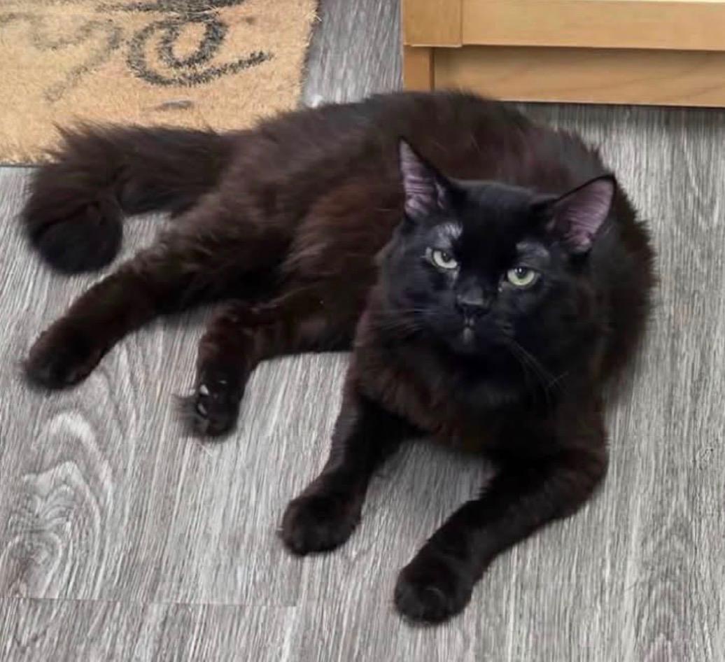 Enlarge Charles, a ADOPTABLE Domestic Medium Hair in Claresholm, AB image 1/1