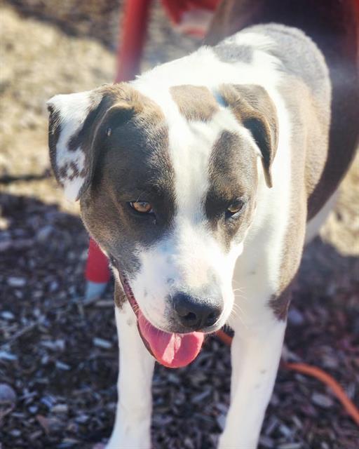 SPOTTY, Adoptable, Young Male Labrador Retriever & Mixed Breed.