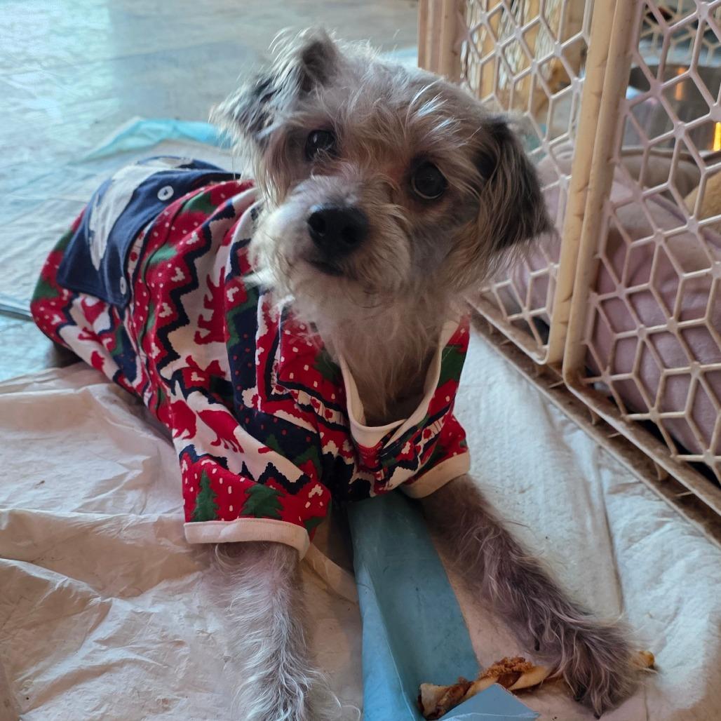 Miss. spider, Adoptable, Adult Female Wirehaired Terrier.