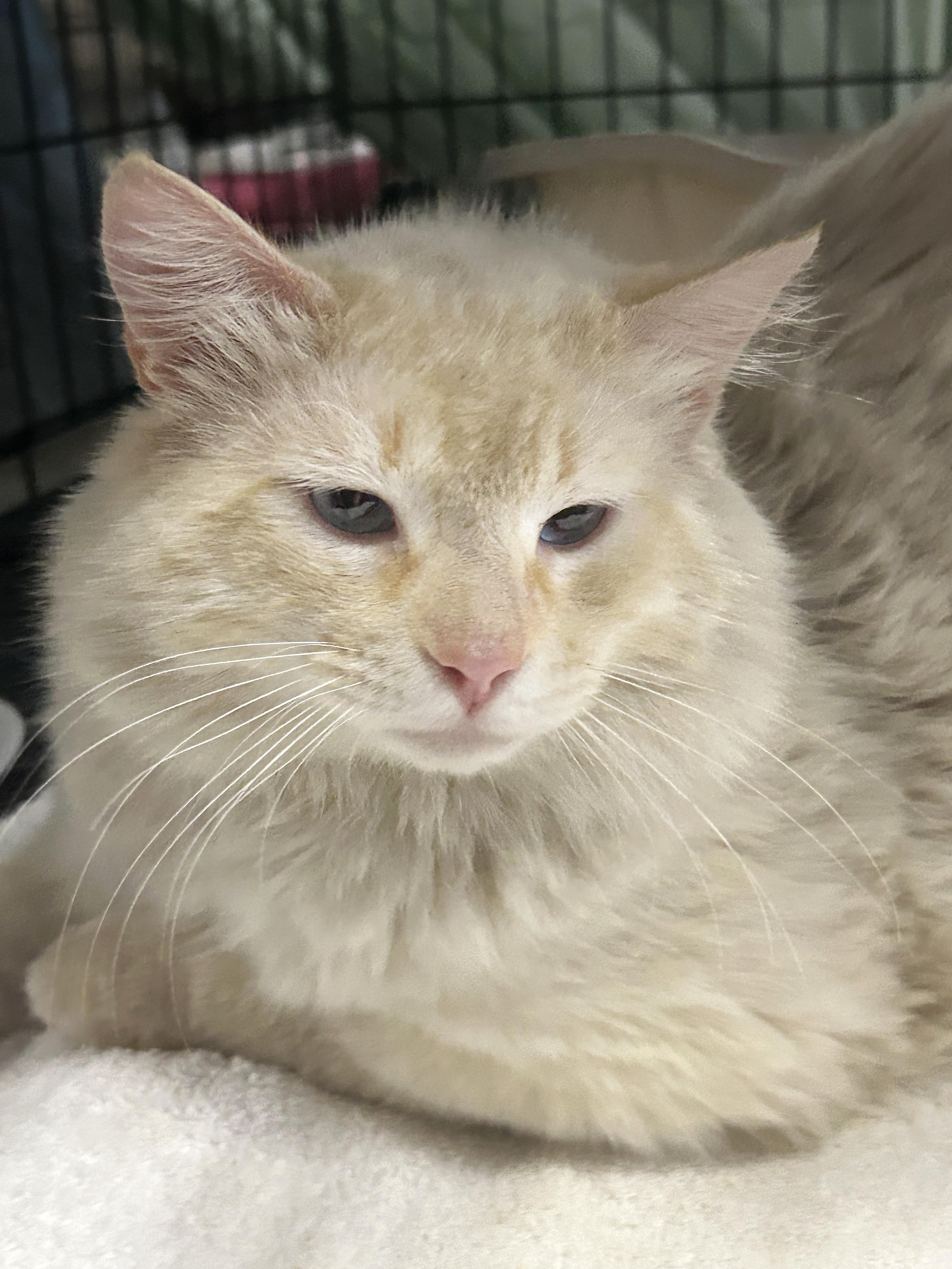 Enlarge Stuart, an adopted mixed breed in Marble Falls, TX image 3/4