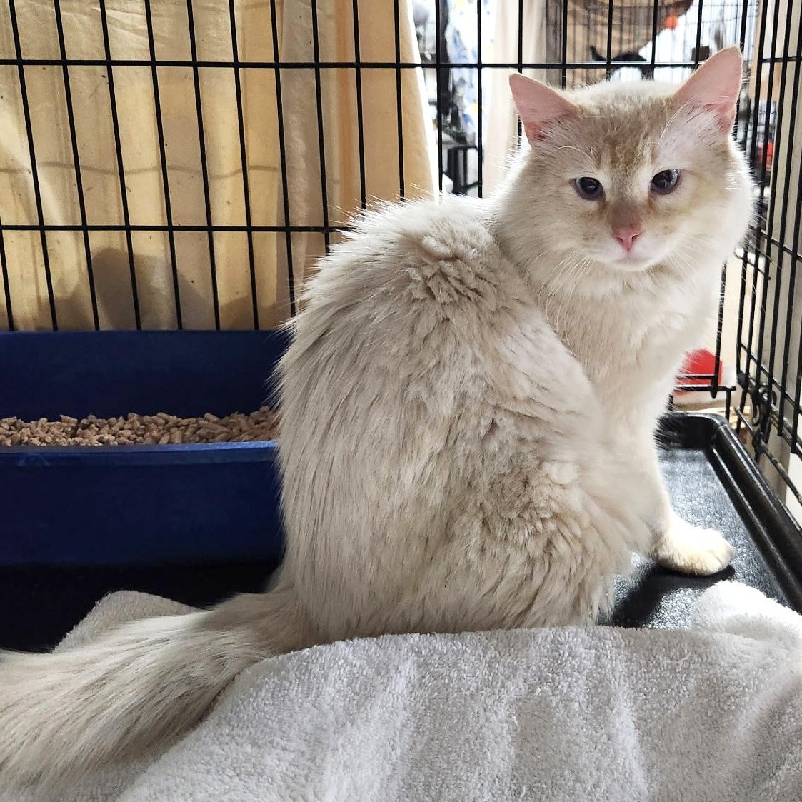 Stuart, adopted, Adult Male Siamese & Domestic Long Hair.