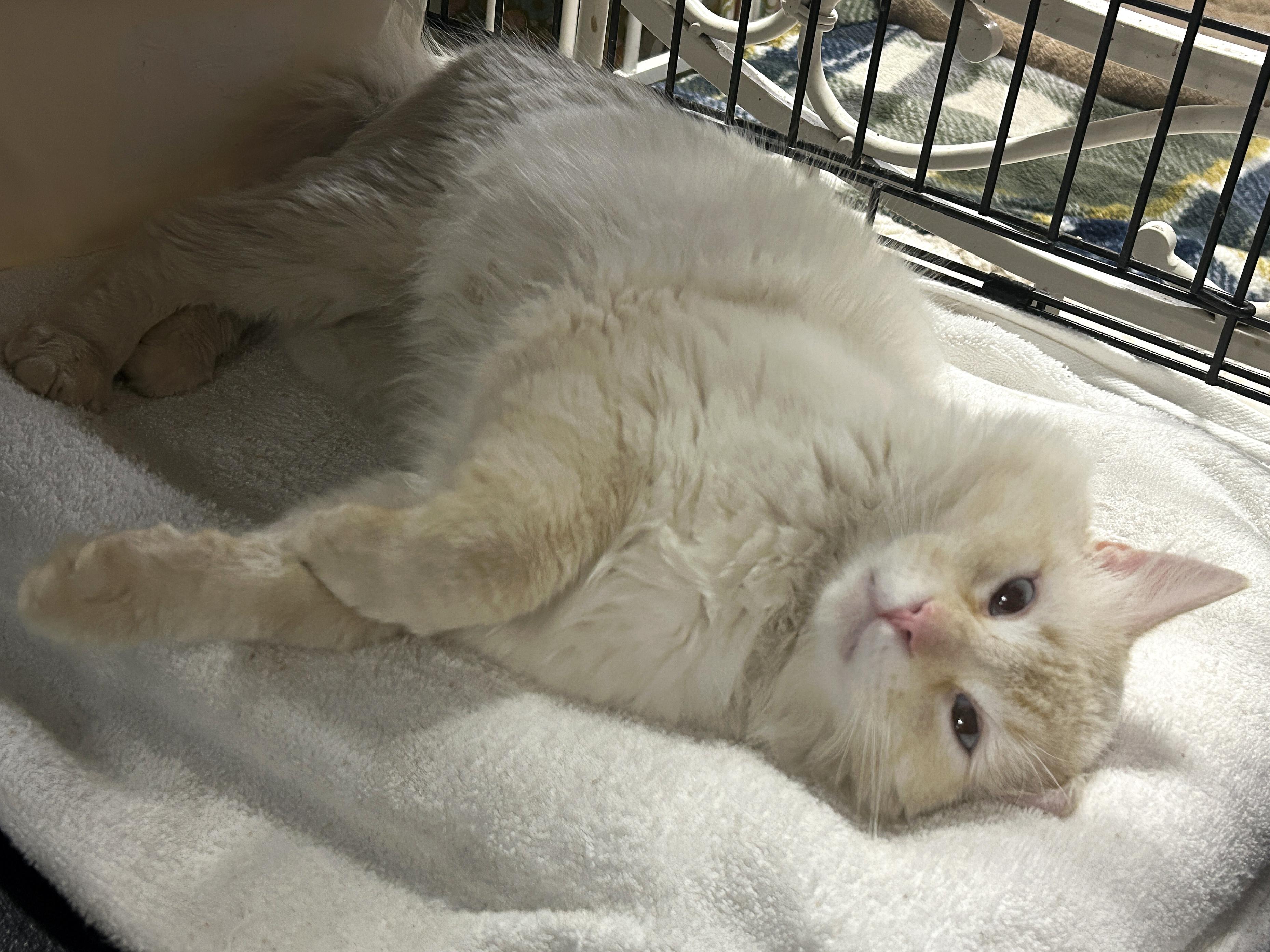 Enlarge Stuart, an adopted mixed breed in Marble Falls, TX image 4/4