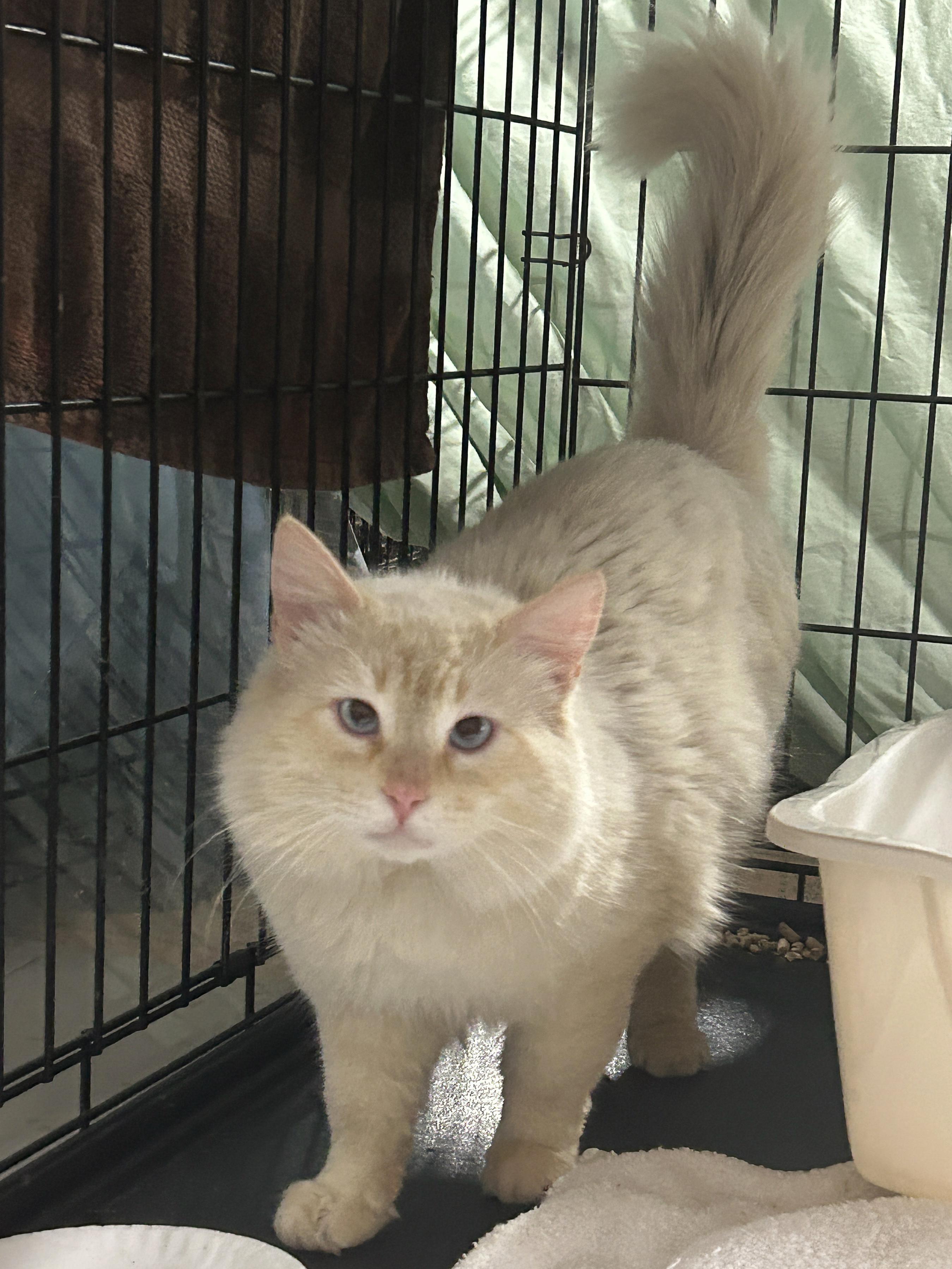 Enlarge Stuart, an adopted mixed breed in Marble Falls, TX image 2/4