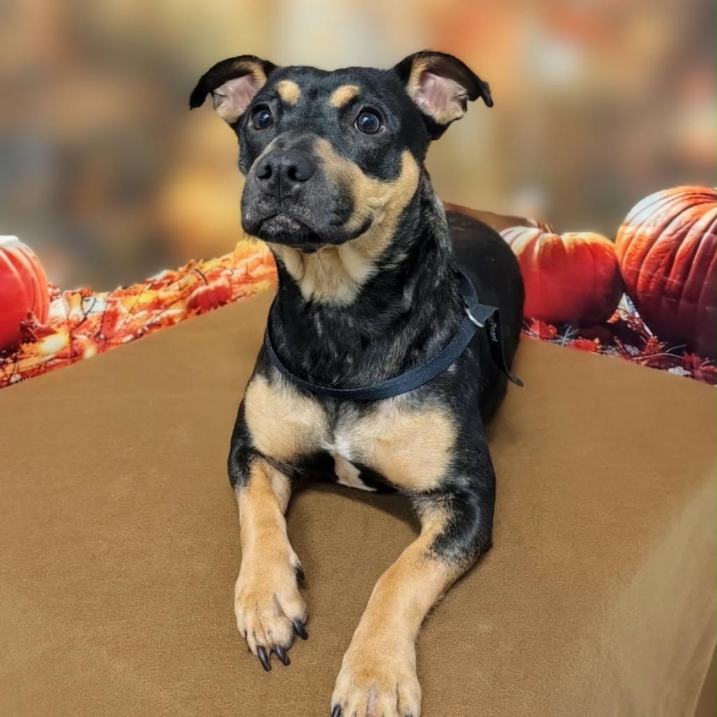 Enlarge Cheyenne, a Adoptable mixed breed in Griswold, CT image 1/2