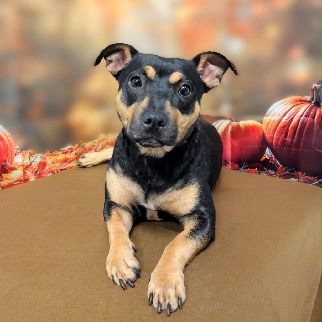 Enlarge Cheyenne, a Adoptable mixed breed in Griswold, CT image 2/2