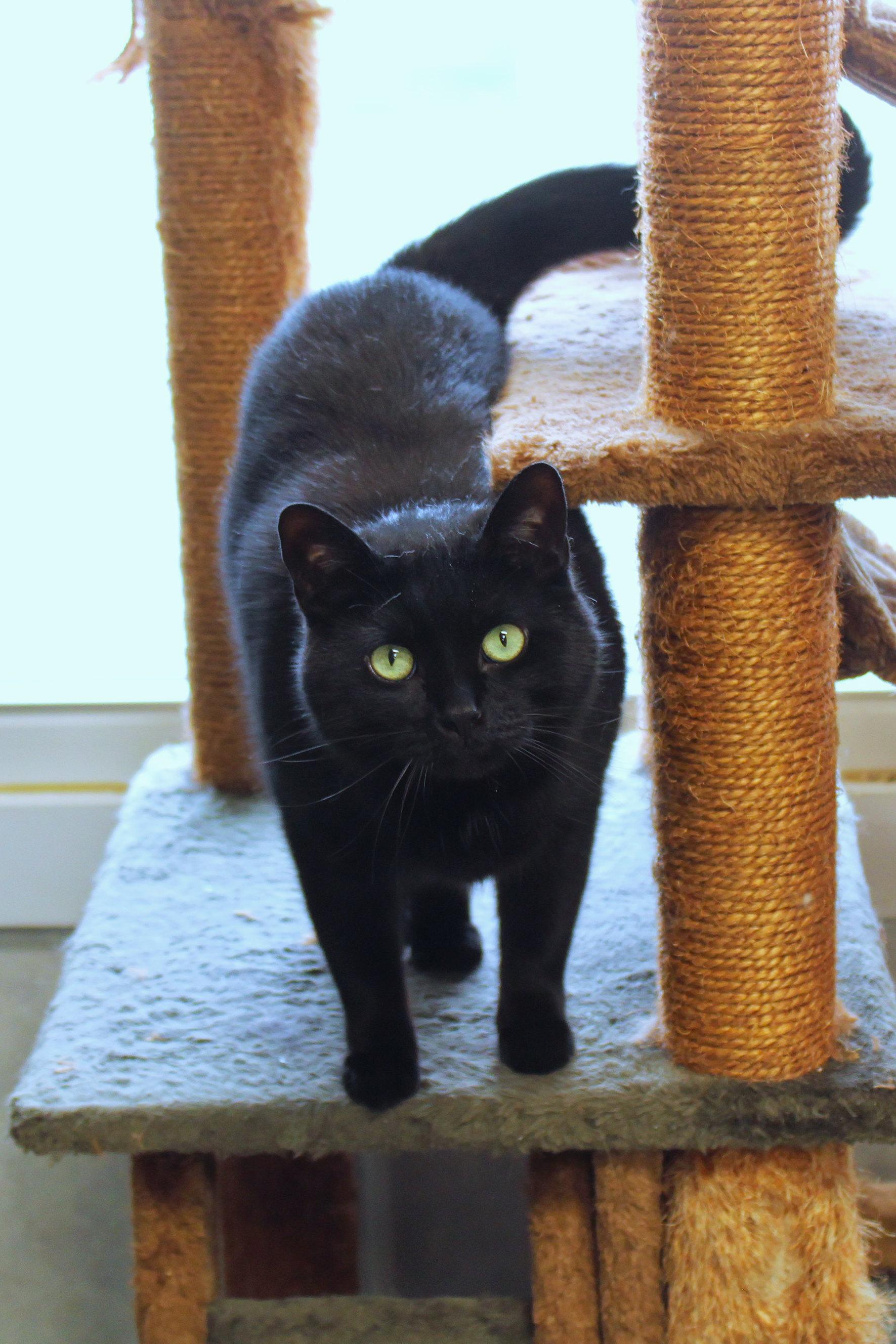 Enlarge Buddy, a ADOPTABLE mixed breed in Urbana, OH image 6/6