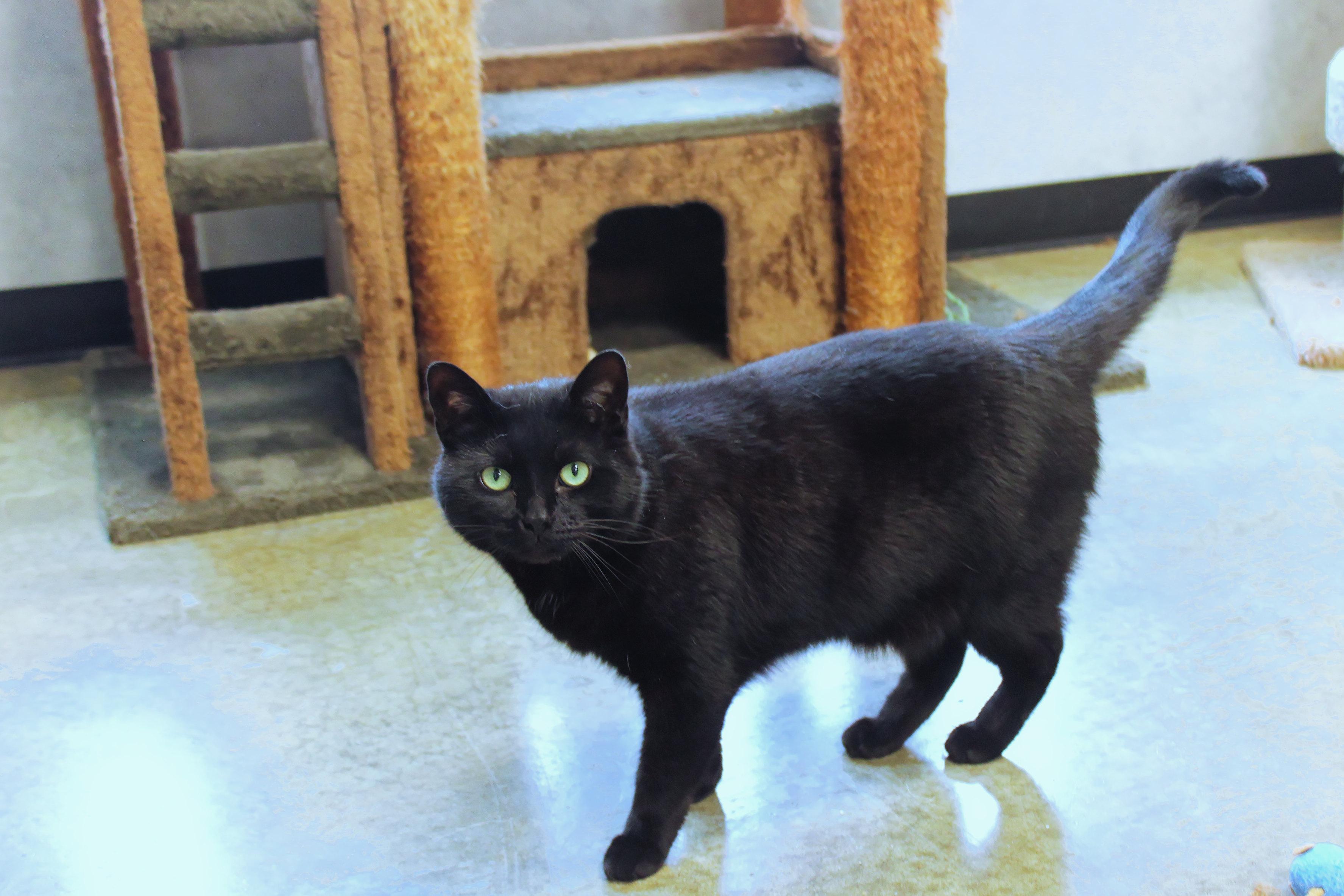 Enlarge Buddy, a ADOPTABLE mixed breed in Urbana, OH image 5/6