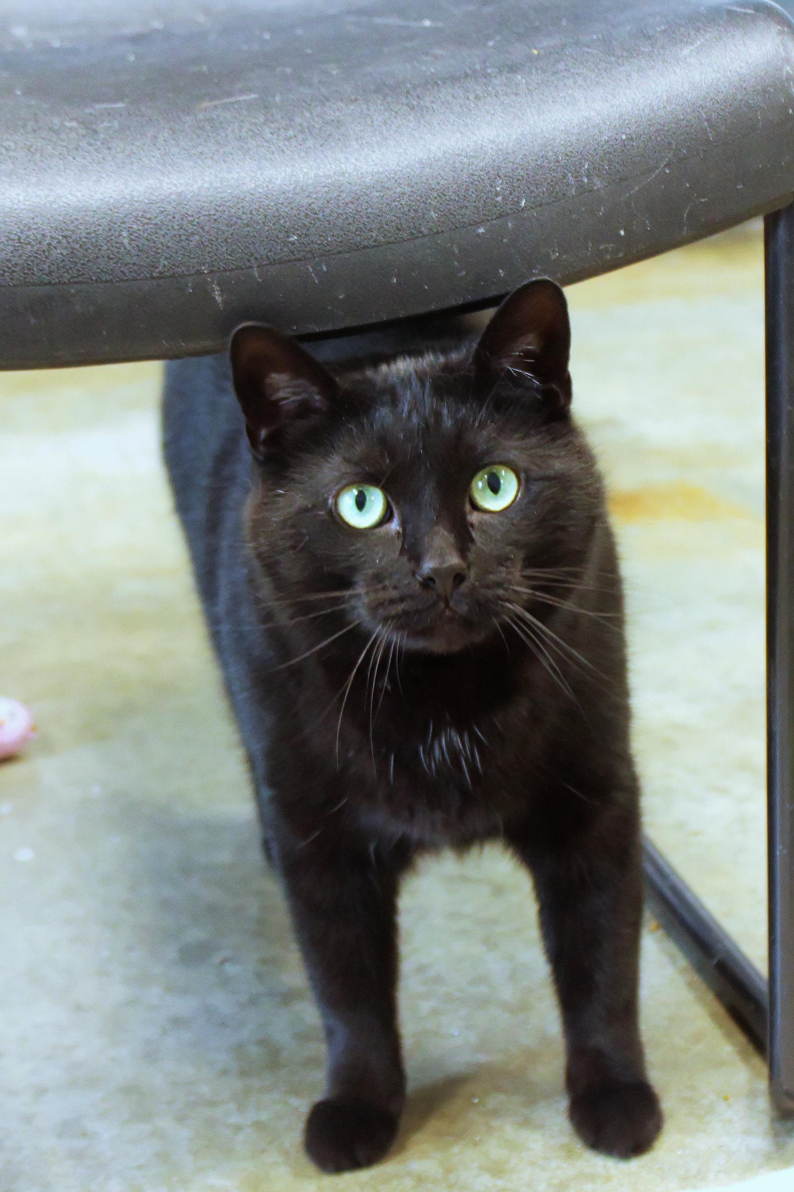 Enlarge Buddy, a ADOPTABLE mixed breed in Urbana, OH image 2/6