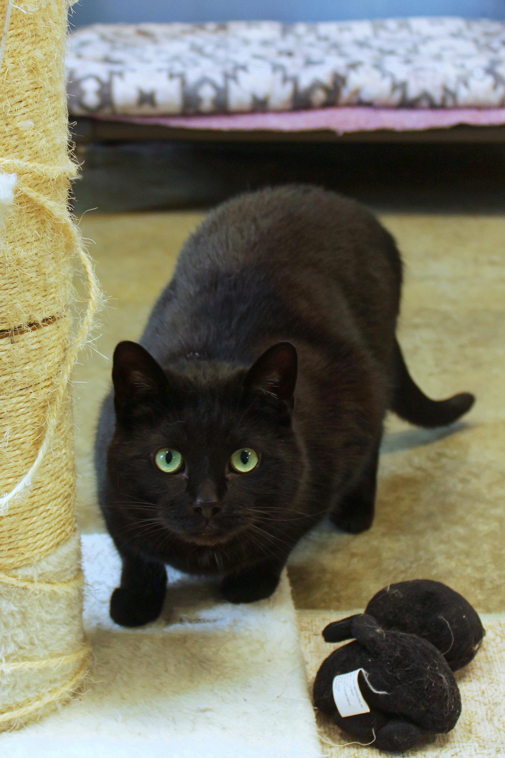 Enlarge Buddy, a ADOPTABLE mixed breed in Urbana, OH image 3/6