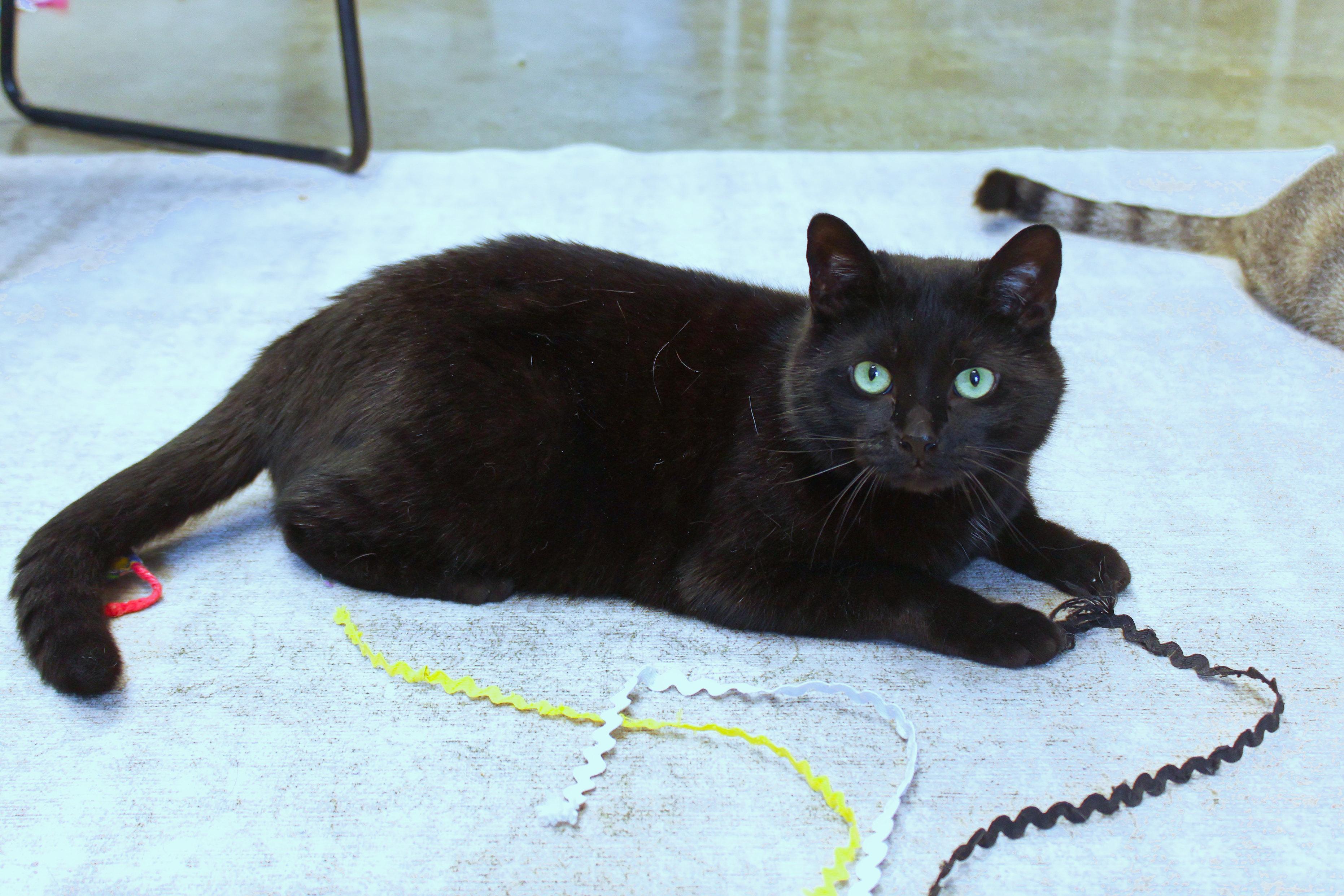 Enlarge Buddy, a ADOPTABLE mixed breed in Urbana, OH image 1/6