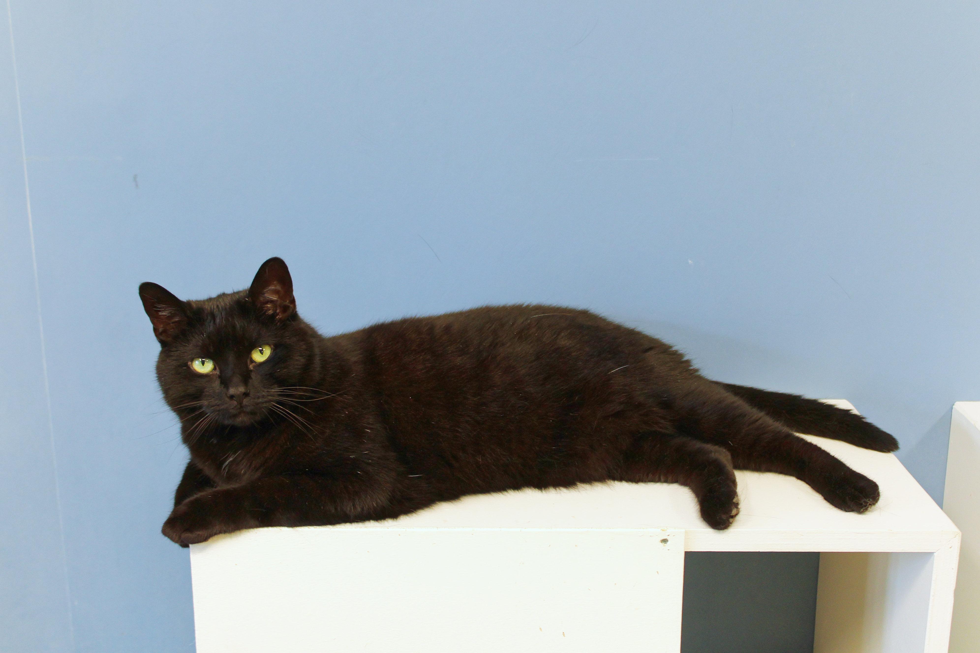 Enlarge Buddy, a ADOPTABLE mixed breed in Urbana, OH image 4/6