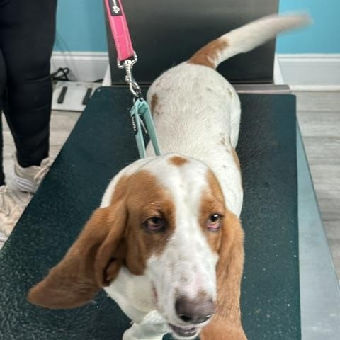 Libbie, an adopted Basset Hound in Columbia, SC image 2/3