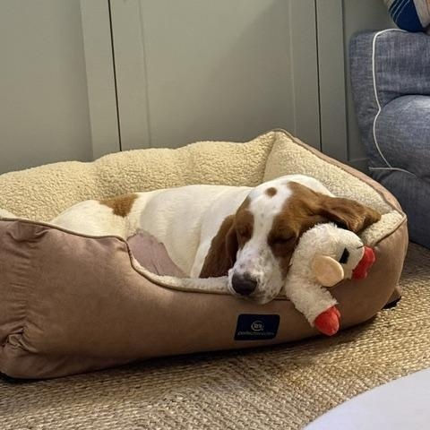 Libbie, an adopted Basset Hound in Columbia, SC image 3/3