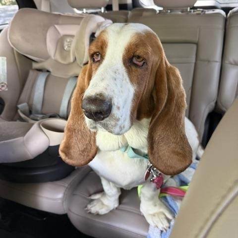 Libbie, adopted, Young Female Basset Hound.