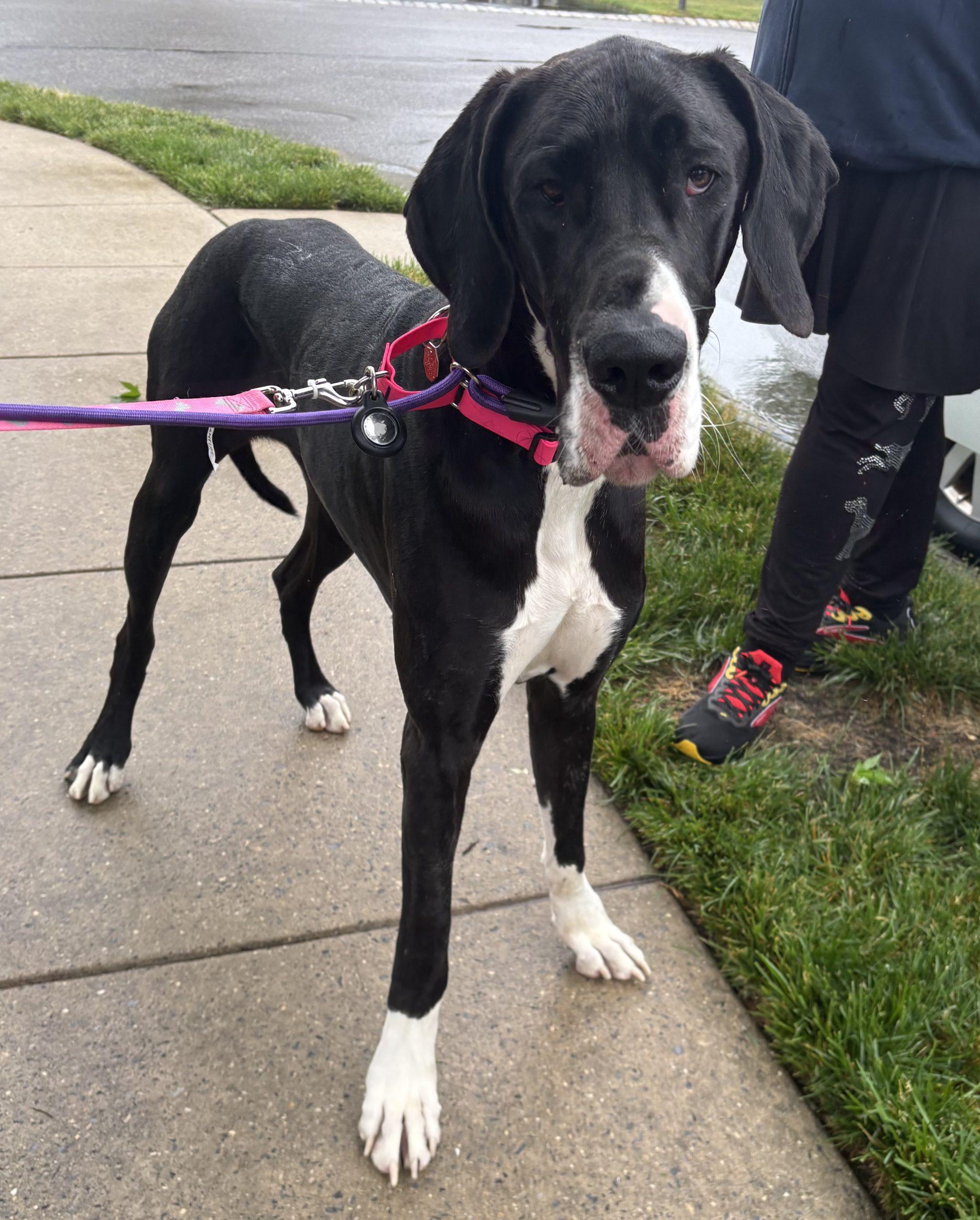 Daisy, ADOPTABLE, Young Female Great Dane.