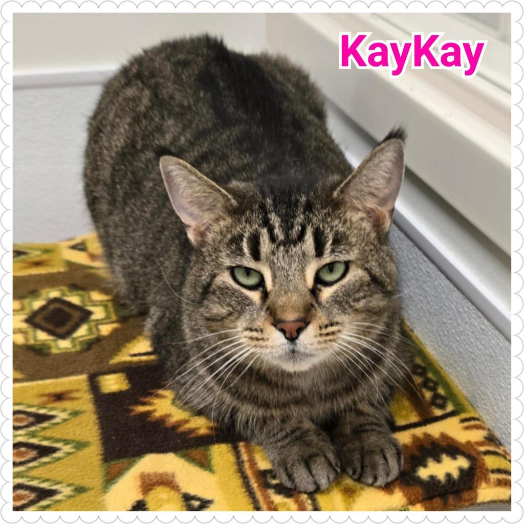 Enlarge KayKay, a Adoptable mixed breed in North Saint Paul, MN image 3/6