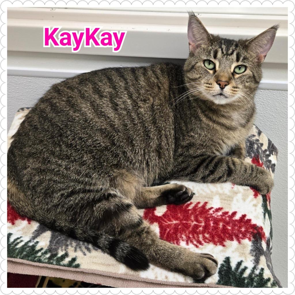 Enlarge KayKay, a Adoptable mixed breed in North Saint Paul, MN image 2/6