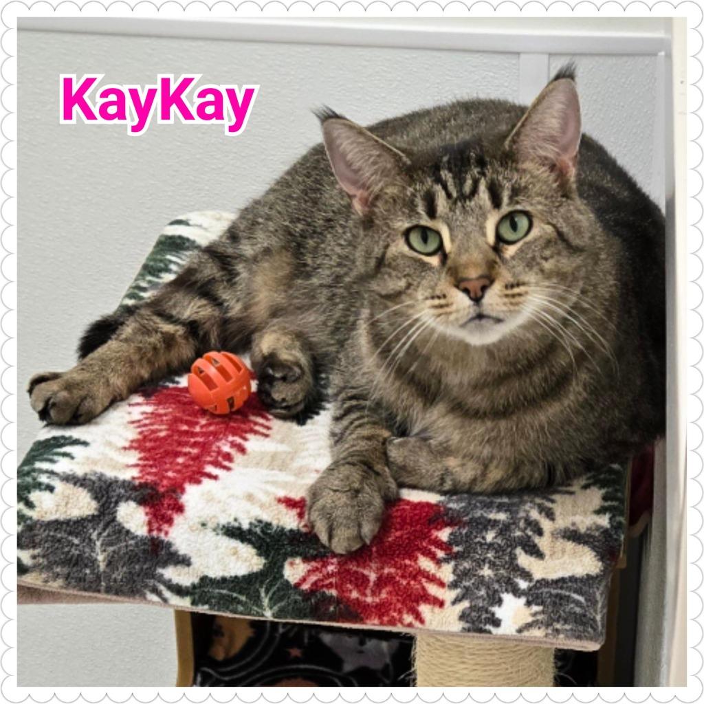 Enlarge KayKay, a Adoptable mixed breed in North Saint Paul, MN image 1/6
