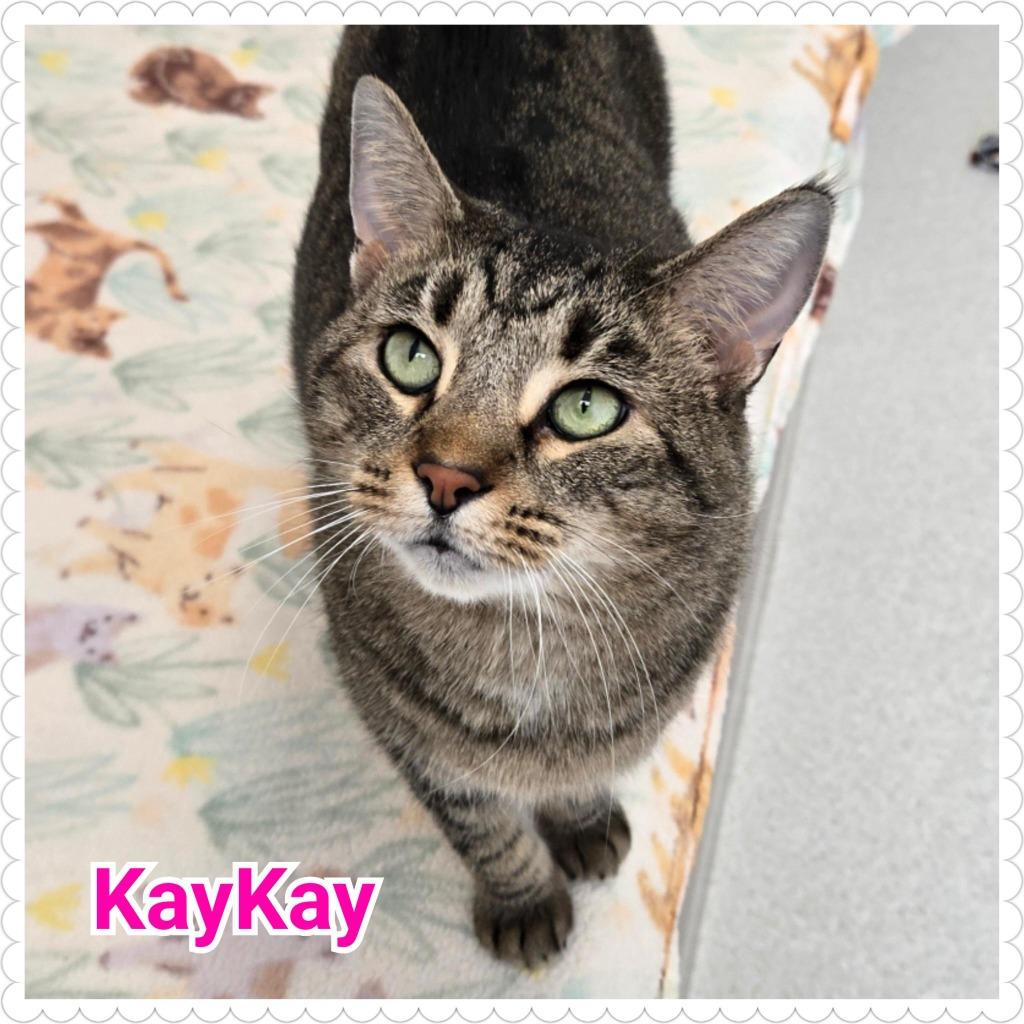 Enlarge KayKay, a Adoptable mixed breed in North Saint Paul, MN image 4/6