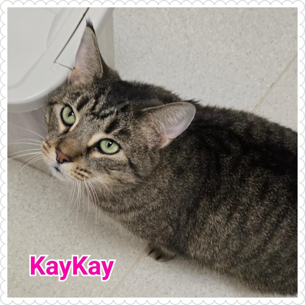 Enlarge KayKay, a Adoptable mixed breed in North Saint Paul, MN image 5/6