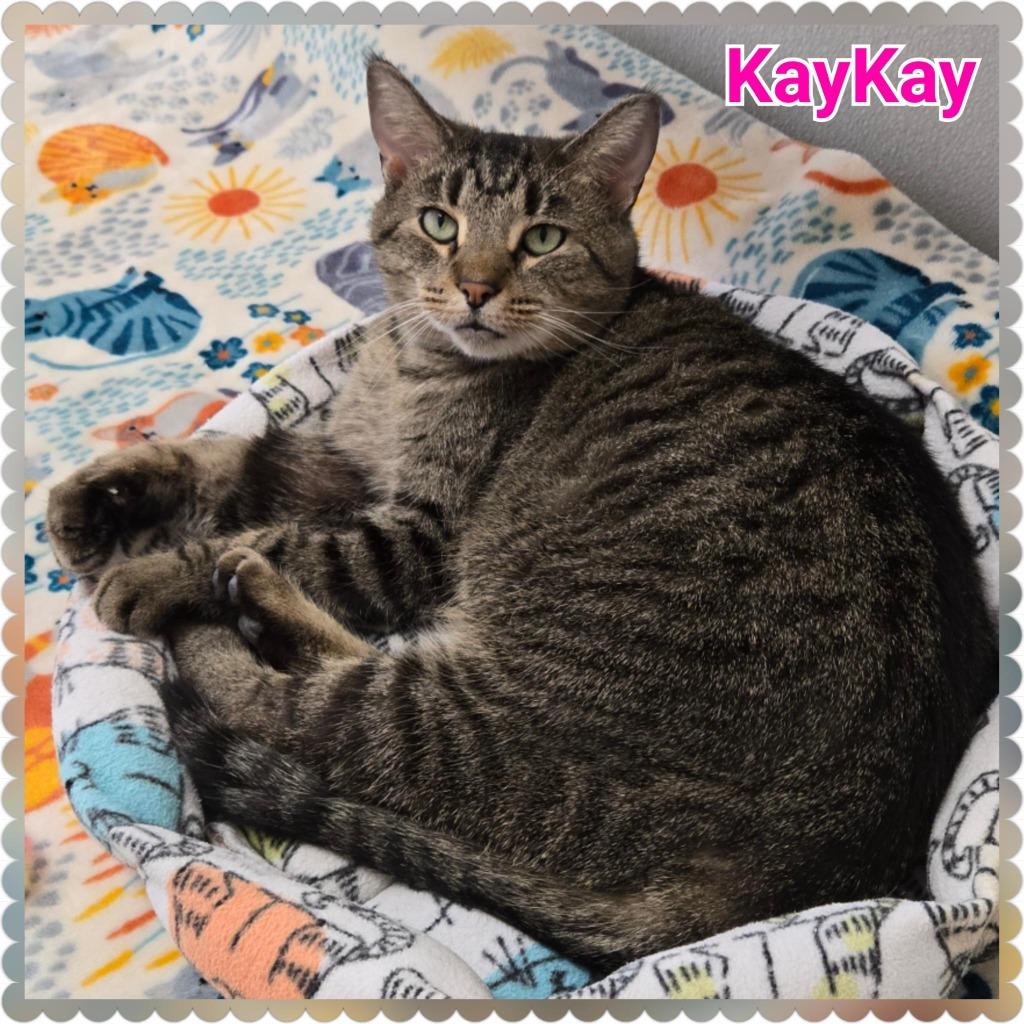 Enlarge KayKay, a Adoptable mixed breed in North Saint Paul, MN image 6/6