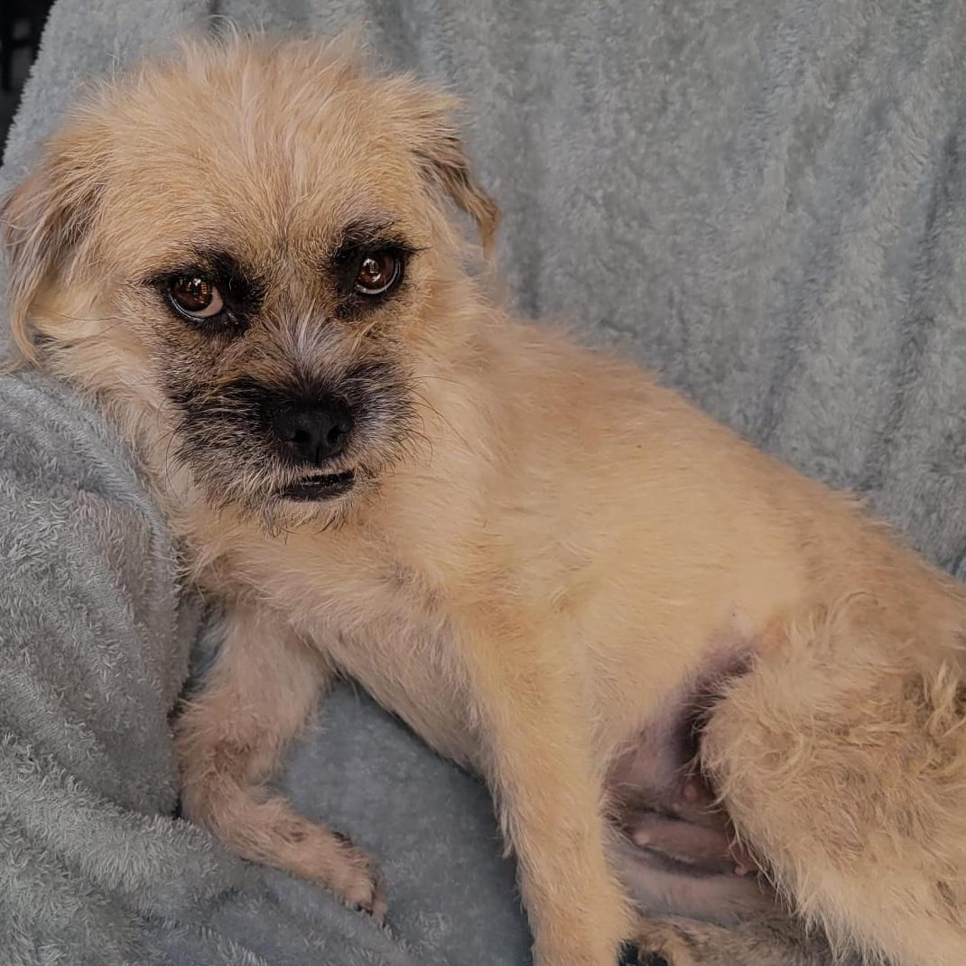 Enlarge Carmela, a ADOPTABLE mixed breed in Sherwood, OR image 2/4