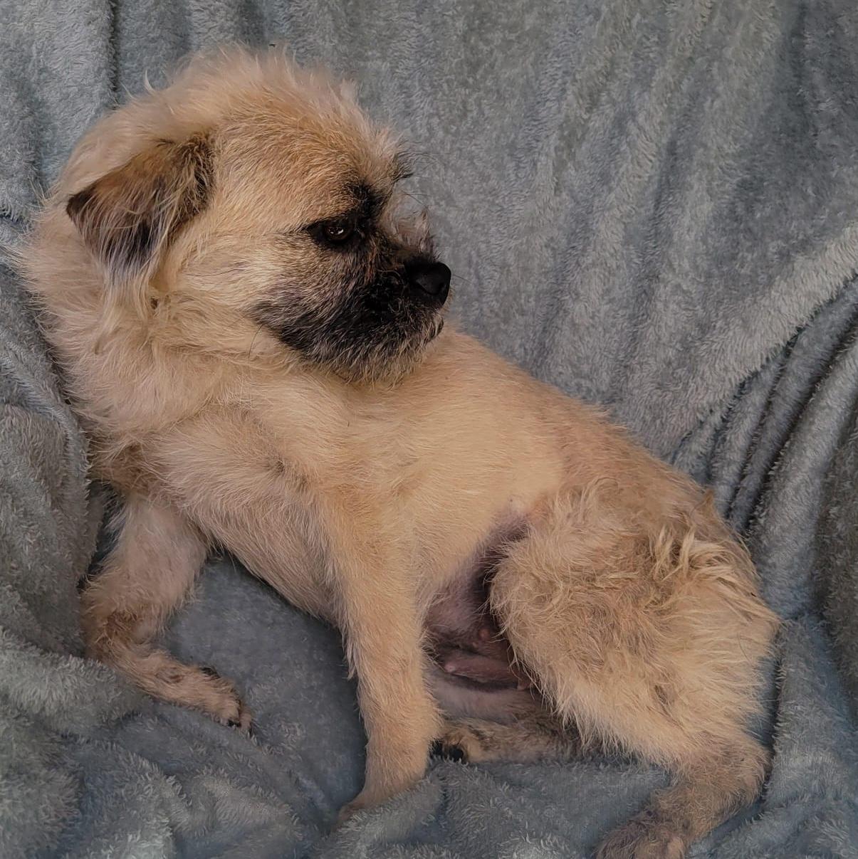 Enlarge Carmela, a ADOPTABLE mixed breed in Sherwood, OR image 3/4