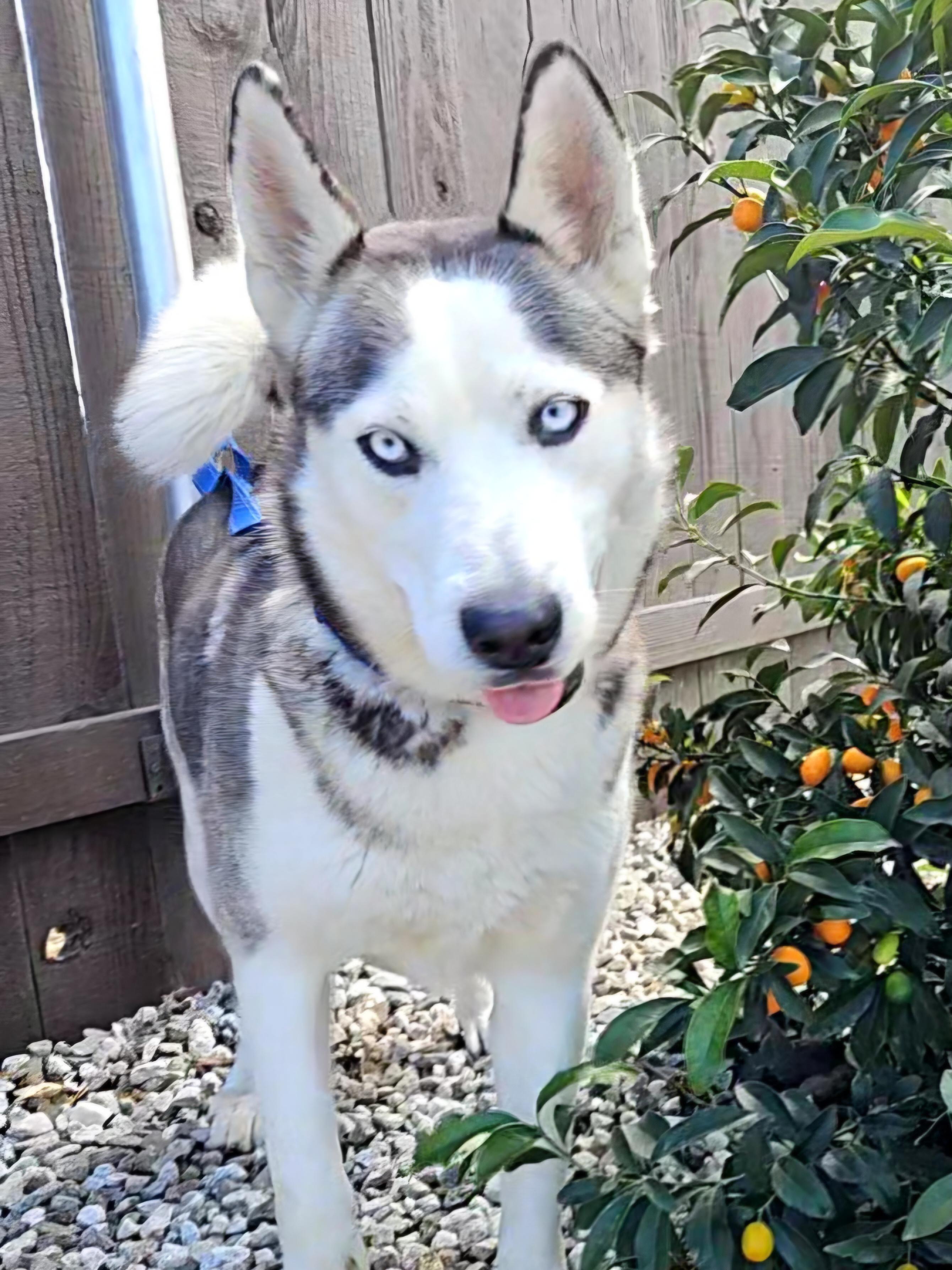 Enlarge Nevaeh, a ADOPTABLE Siberian Husky in Temecula, CA image 3/6