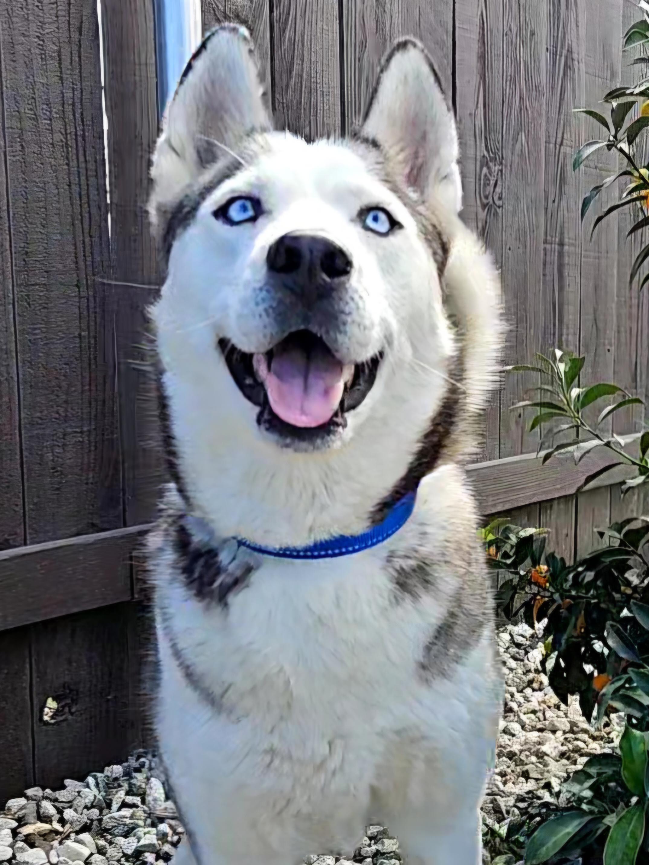 Enlarge Nevaeh, a ADOPTABLE Siberian Husky in Temecula, CA image 5/6