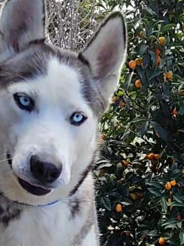 Enlarge Nevaeh, a ADOPTABLE Siberian Husky in Temecula, CA image 6/6