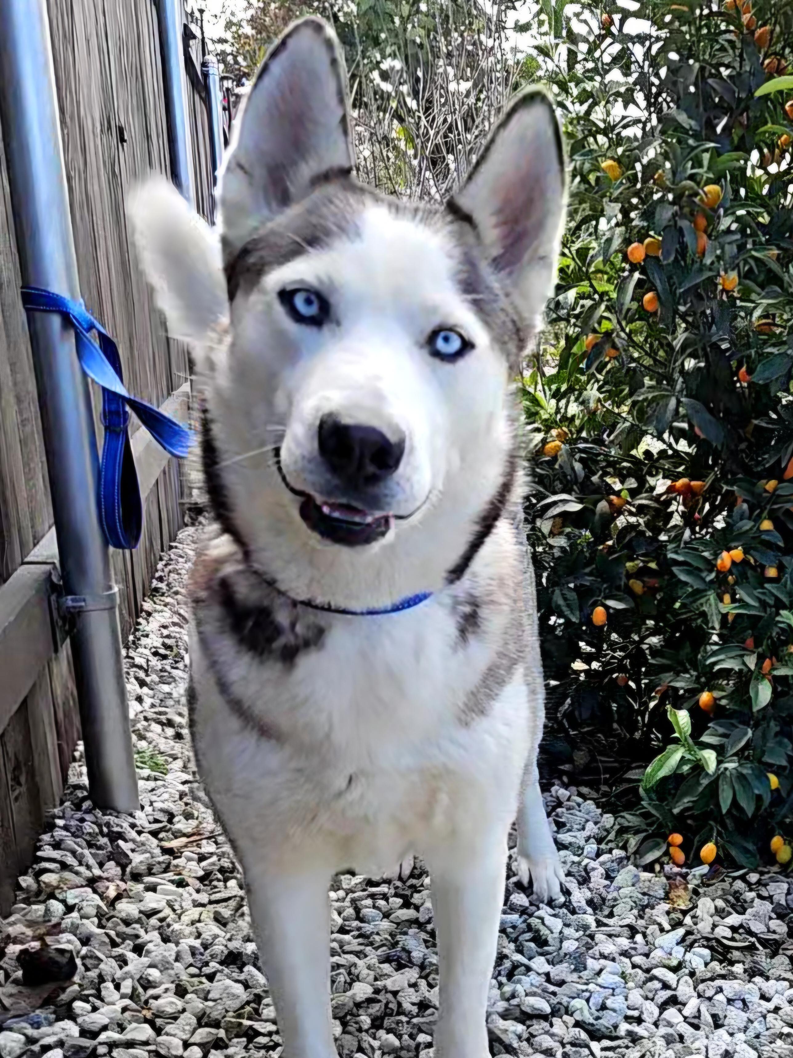 Enlarge Nevaeh, a ADOPTABLE Siberian Husky in Temecula, CA image 2/6