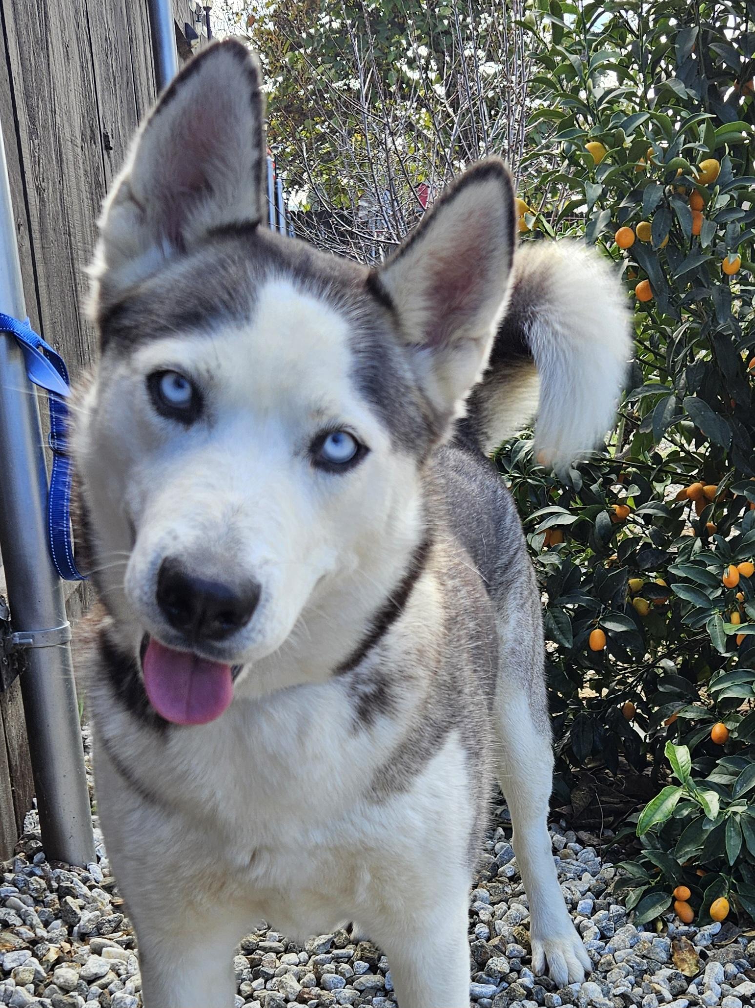 Enlarge Nevaeh, a ADOPTABLE Siberian Husky in Temecula, CA image 1/6