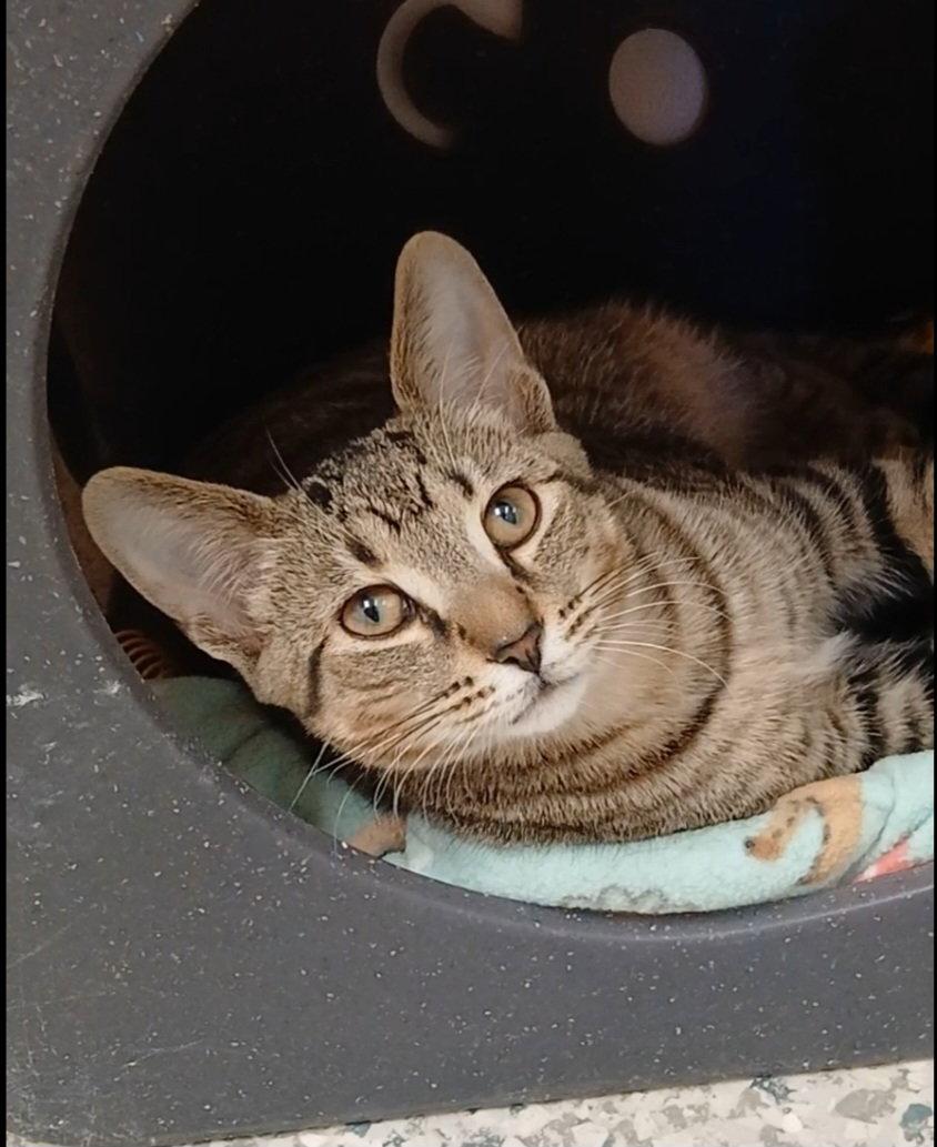 Russett, Adoptable, Kitten Male Tabby & Domestic Short Hair.