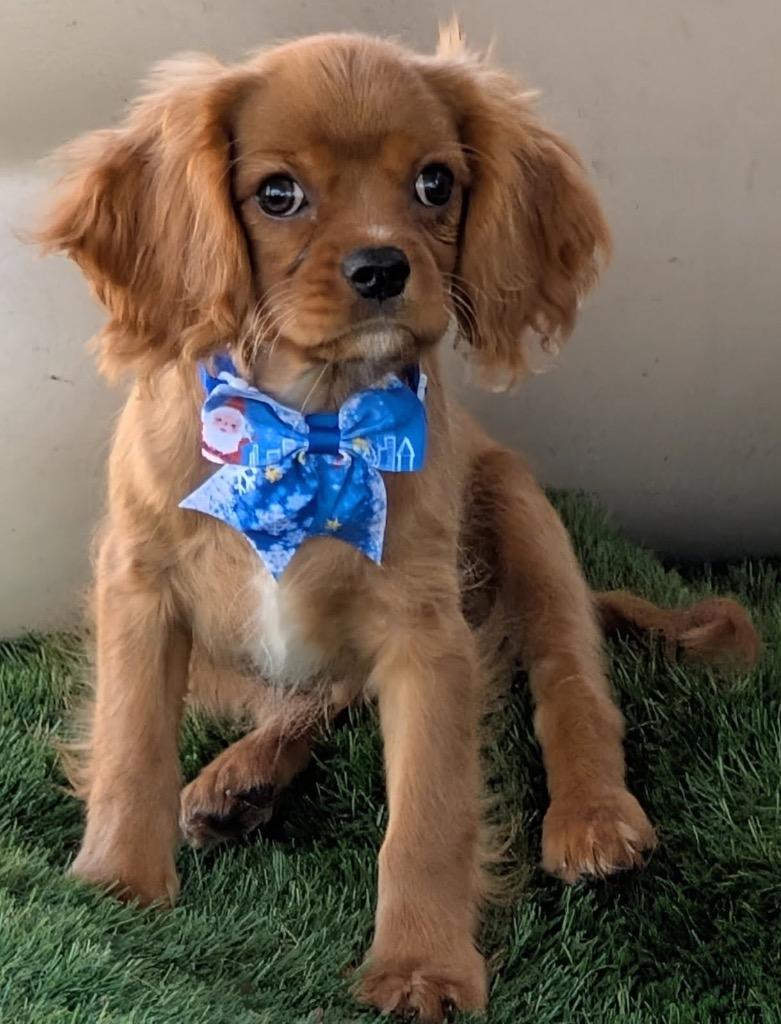 Enlarge Rudy, a Adopted Cavalier King Charles Spaniel in Fort Myers, FL image 1/1