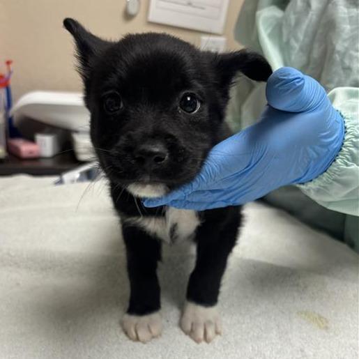 Chicharrones, Adoptable, Puppy Male Mixed Breed.