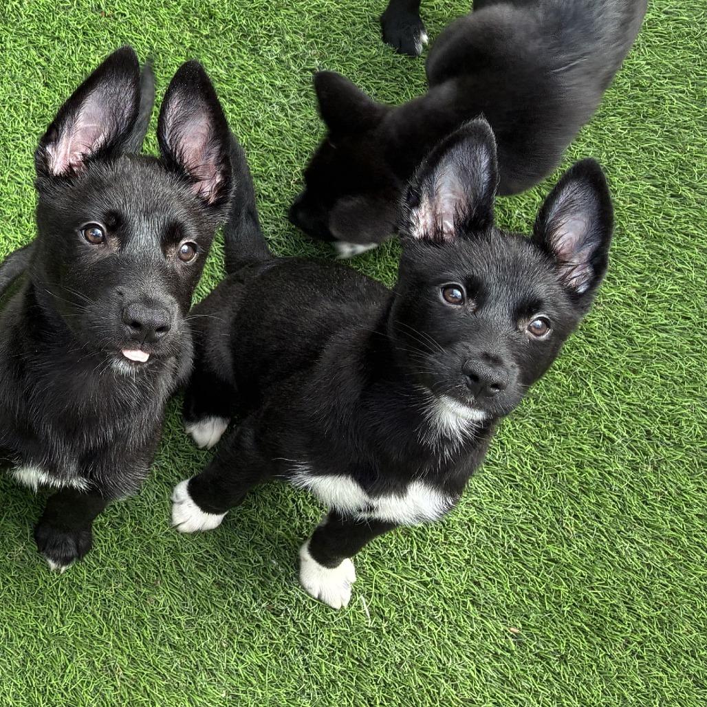 Enlarge Chicharrones, a Adoptable Mixed Breed in Tempe, AZ image 2/2