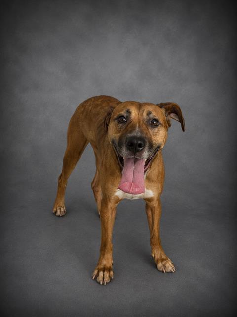 Enlarge KAHLAN, a Adoptable mixed breed in Winter Haven, FL image 1/1