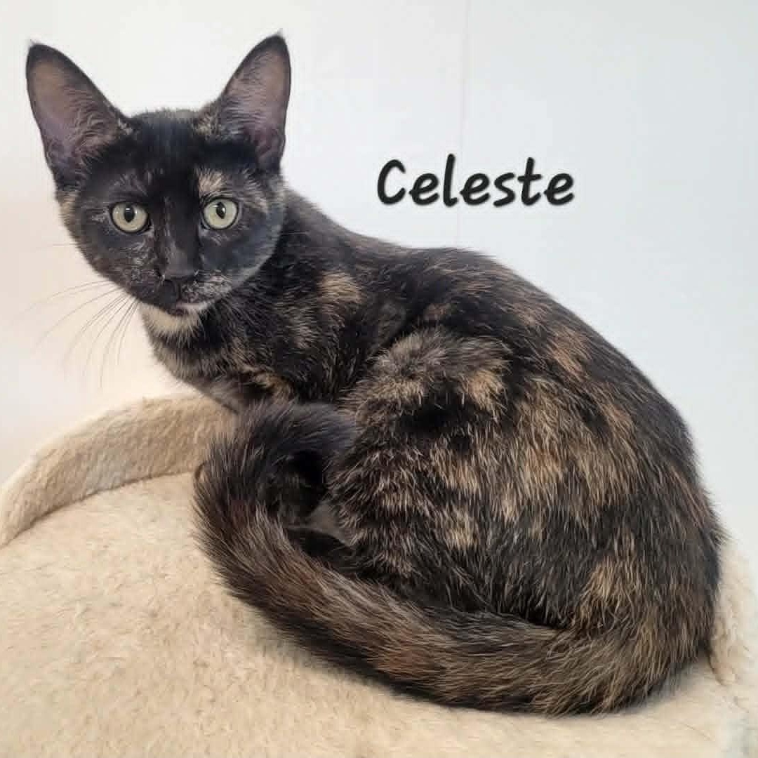 Celeste, Adoptable, Young Female Tortoiseshell.