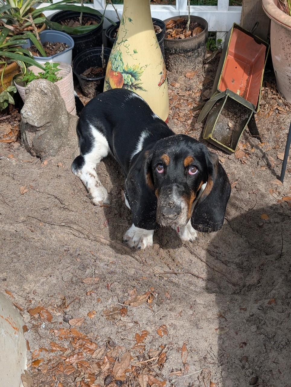 Enlarge Norris, a ADOPTABLE Basset Hound in Auburndale, FL image 3/5