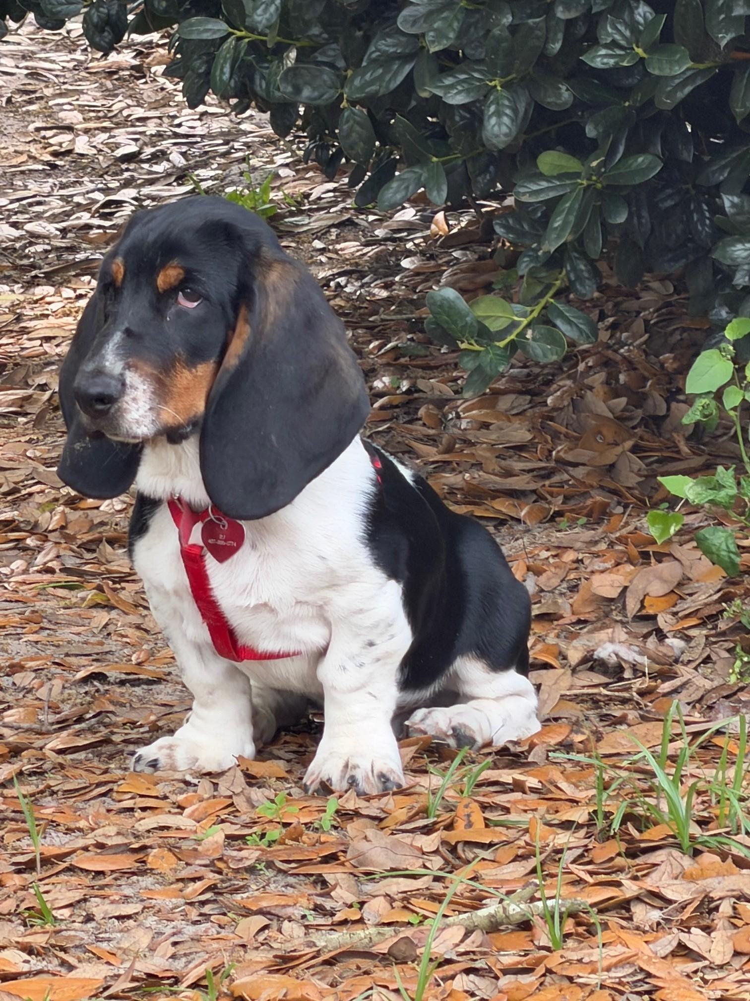 Enlarge Norris, a ADOPTABLE Basset Hound in Auburndale, FL image 2/5