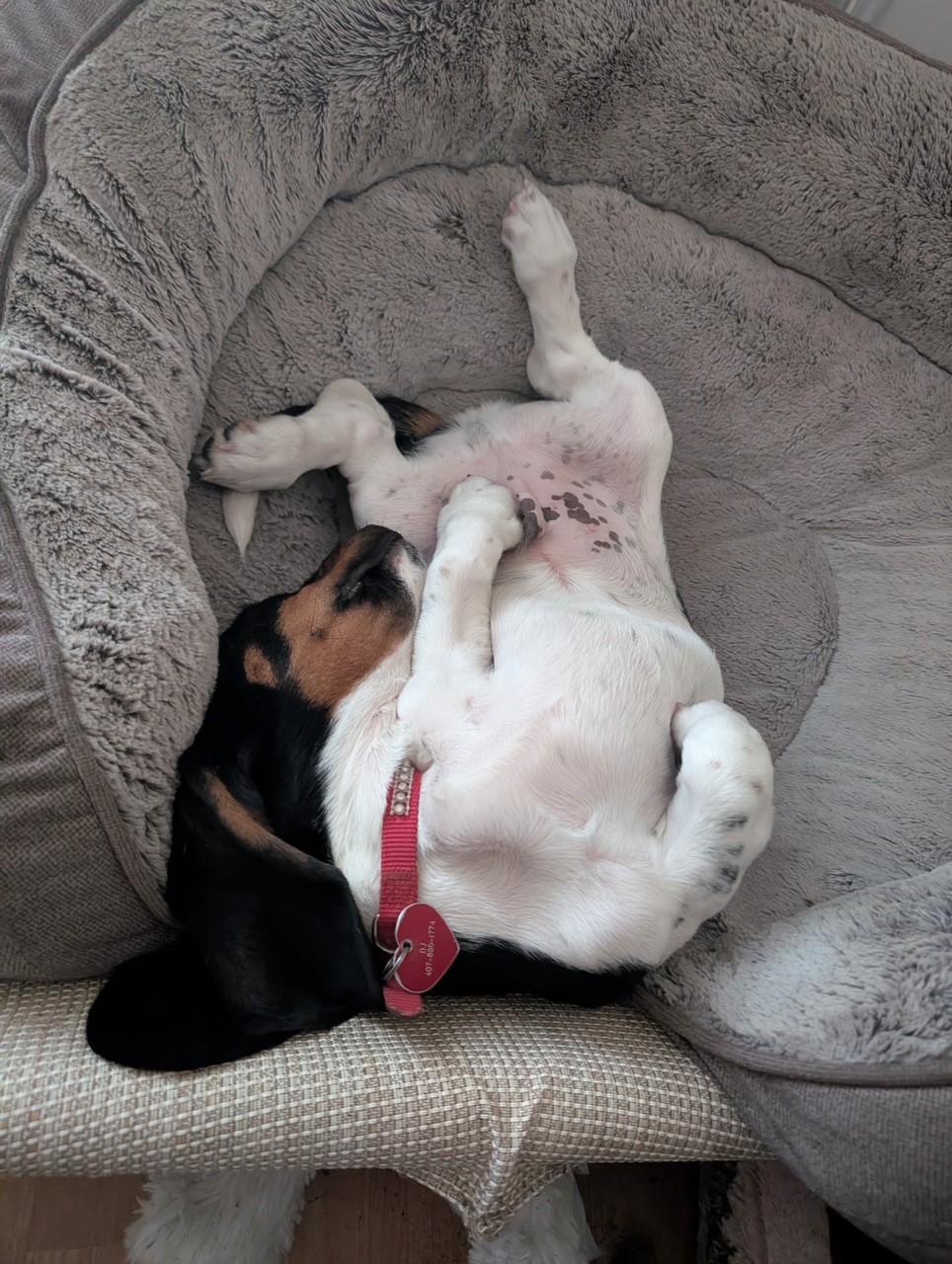 Enlarge Norris, a ADOPTABLE Basset Hound in Auburndale, FL image 4/5