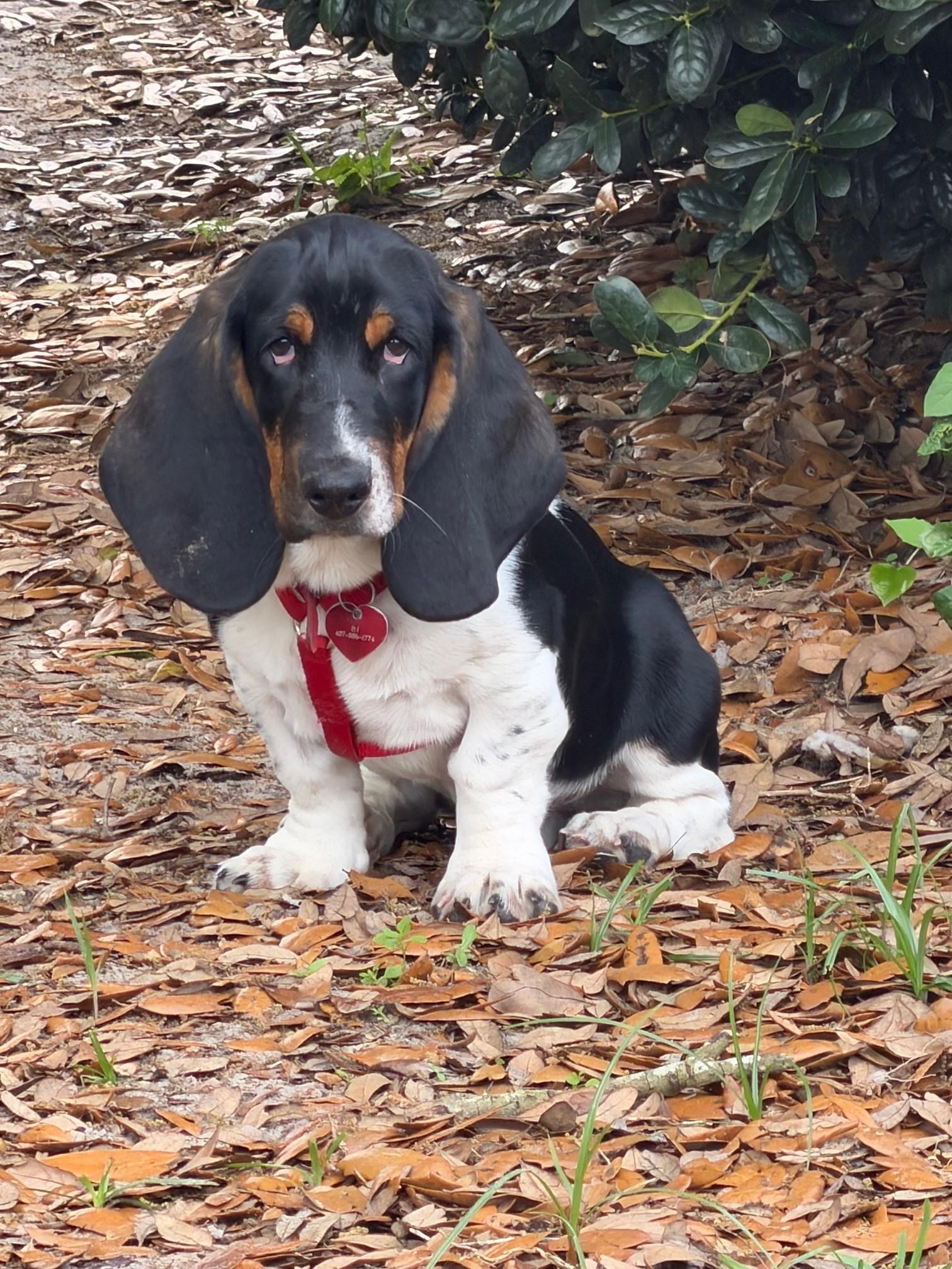 Enlarge Norris, a ADOPTABLE Basset Hound in Auburndale, FL image 1/5