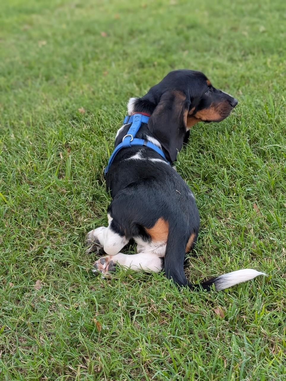 Enlarge Norris, a ADOPTABLE Basset Hound in Auburndale, FL image 5/5