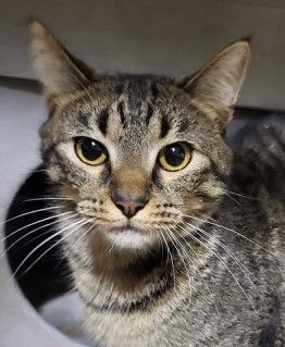 KOA, Adoptable, Young Male Domestic Short Hair & Tiger.
