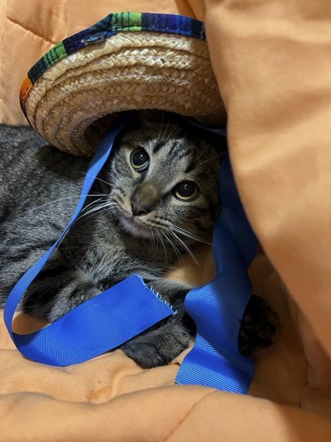 KOA, a Adoptable mixed breed in Lake Ozark, MO image 2/6