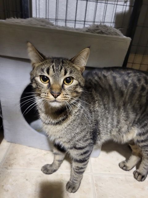 KOA, a Adoptable mixed breed in Lake Ozark, MO image 3/6