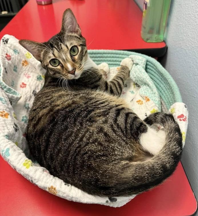Enlarge Pebbles, a Adoptable Domestic Short Hair in Glendale, AZ image 1/3