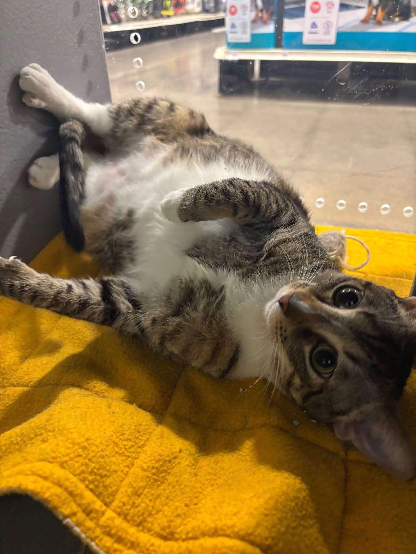 Enlarge Pebbles, a Adoptable Domestic Short Hair in Glendale, AZ image 2/3