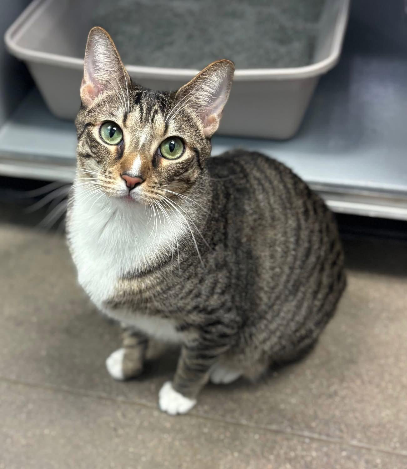 Enlarge Pebbles, a Adoptable Domestic Short Hair in Glendale, AZ image 3/3