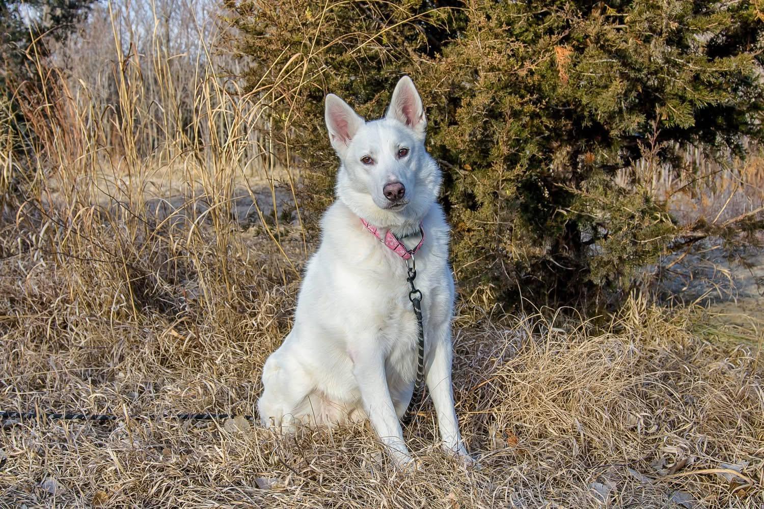 Enlarge Princess , a ADOPTABLE mixed breed in Blair, NE image 1/2